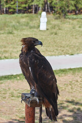 Steppe Eagle Aquila nipalensis with blurred background