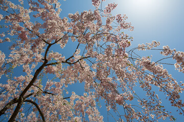 快晴と満開桜