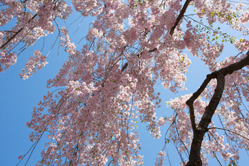 やわらかいピンク色の桜の花