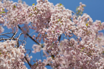 青空に揺れる桜の枝