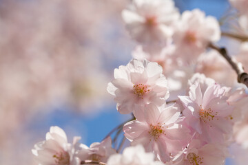 大きく開く花びら　桜