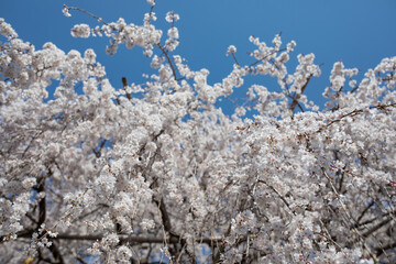 青とソメイヨシノ