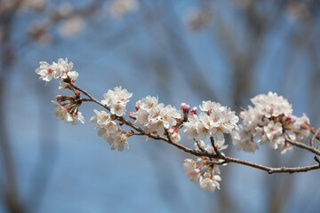枝先に満開に咲く桜