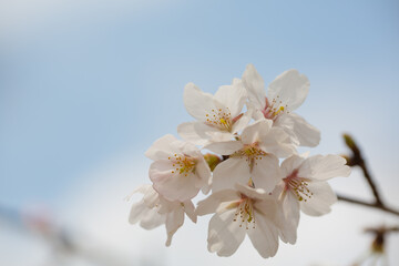 ソメイヨシノの花ズームアップ　青空を背景に