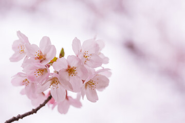 ベビーピンクの桜の花　アップ