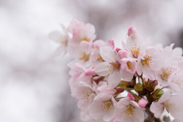 密集して咲く満開の桜の花