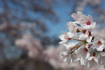 春風に揺れる染井吉野