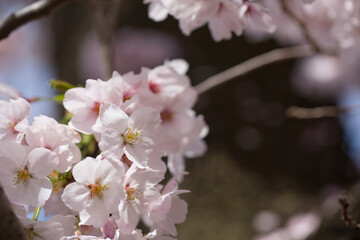 陽を浴びる桜の花　アップ