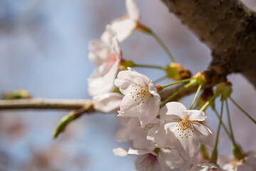 桜の花　拡大