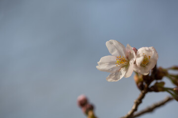 桜　二輪