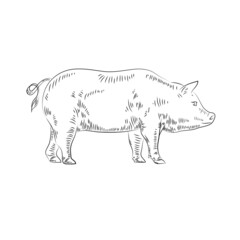 Line drawing of a pig in the form of an engraving, silhouette of a pig retro engraving with an agricultural animal isolated on a white background. Vintage illustration. Vector graphics