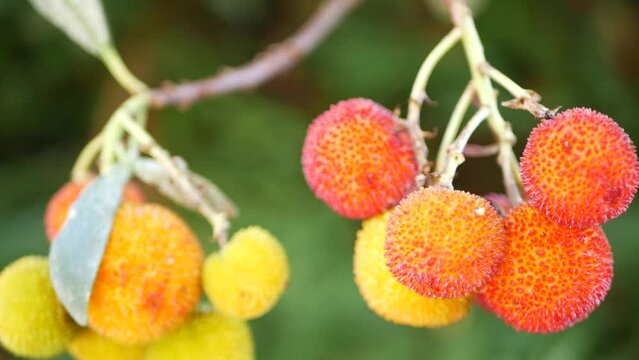 Strawberry tree or shrub ripe and unripe fruits, irish arbutus unedo harvest, cain or cane apple berries. California garden. Green leaves foliage. Mediterranean Europe flora, widespread in Ireland.