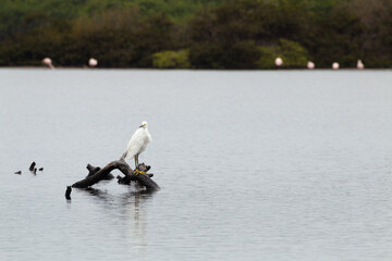 White Heron looking back standing in a tree trunk submerged on the water river in Mangroove of Tumbes