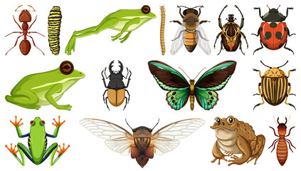 Different insects collection isolated on white background