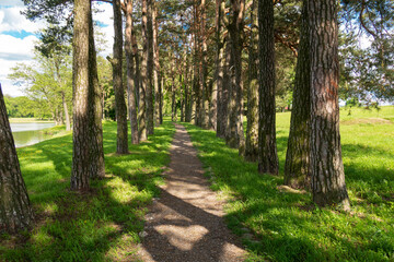 A path among the pine trees by the lake on a sunny summer day