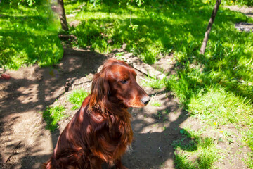 dog in the garden