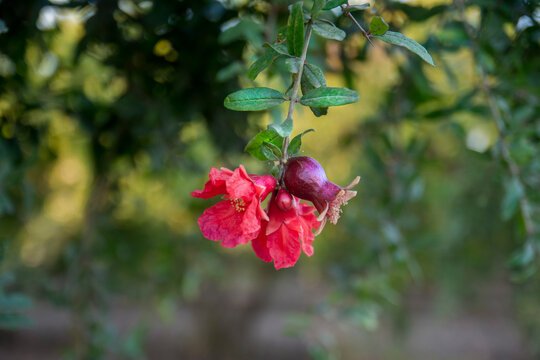 Blooming pomegranate tree, selective focus pomegranate flower.