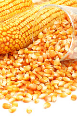grains of corn