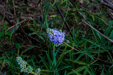 Close-up image of the beautiful summer flowering Buddleia, or Buddleja purple flowers also known as the butterfly bush