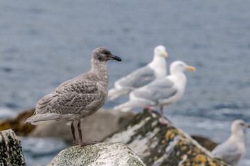 Fledgling and adult Glaucous-winged Gulls (Larus glaucescens) at Chowiet Island, Semidi Islands, Alaska, USA