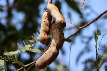 Tamarind is a leguminous tree bearing edible fruit that is indigenous to tropical Africa. The genus Tamarindus is monotypic, meaning that it contains only this species. It belongs to family of Fabacea