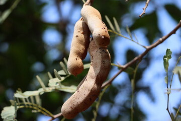 Tamarind is a leguminous tree bearing edible fruit that is indigenous to tropical Africa. The genus...