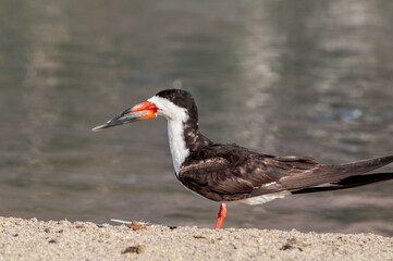 Adult Black Skimmer (Rhynchops niger) in Malibu Lagoon, California, USA