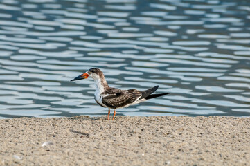 Immature Black Skimmer (Rhynchops niger) in Malibu Lagoon, California, USA