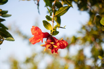 Blooming pomegranate tree, selective focus pomegranate flower.