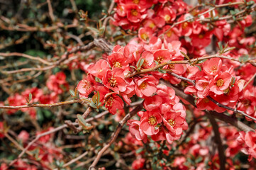 Flowering Guince (Chaenomeles speciosa x Chaenomeles japonica) in park, Crimea