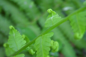 fern leaves on green background