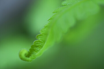 fern leaves on green background