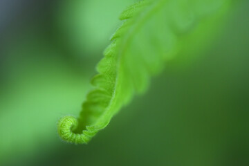fern leaves on green background