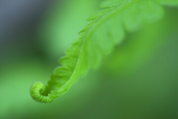 fern leaves on green background