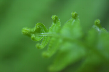 fern leaves on green background