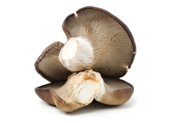 oyster mushroom on white background