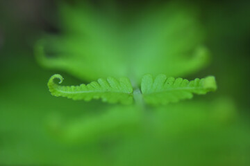 fern leaves on green background