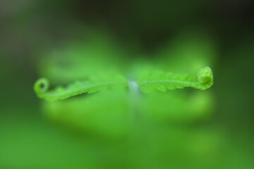 fern leaves on green background