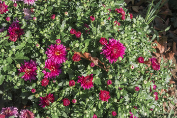 Florist's Daisy (Chrysanthemum morifolium) in garden