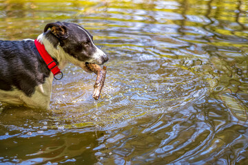Dog carrying a stick in his mounth. Black head, red collar, playful body language. Animal playing in water. Selective focus on the details, blurred background.