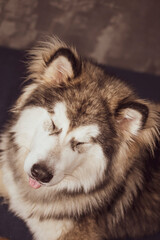 Funny facial expression of an adorable dog. Young Alaskan Malamute boy with eyes closed and friendly smile. Selective focus on the details, blurred background.