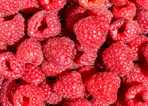 Appetizing red raspberry fruit close up