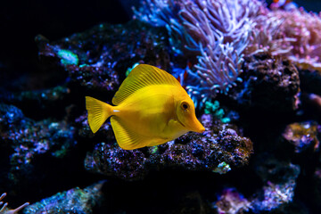 Naklejka na ściany i meble Yellow tang (Zebrasoma flavescens) it's popular to used as a pet in an aquarium.selective focus and Copy space for text