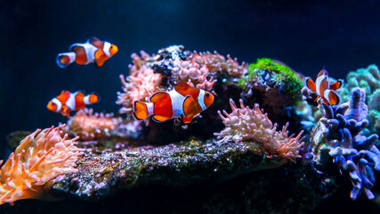 Tropical sea corals and clown fish (Amphiprion percula) Wonderful and beautiful underwater world with corals and tropical fish. Copy space for text - obrazy, fototapety, plakaty