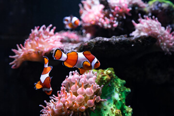 Fototapeta na wymiar Tropical sea corals and clown fish (Amphiprion percula) in marine aquarium. Copy space for text