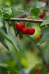 Red cherry fruits on a tree branch.