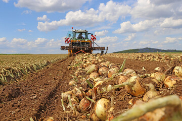 Landwirtschaftliche Zwiebelernte (Zwiebel Roden)