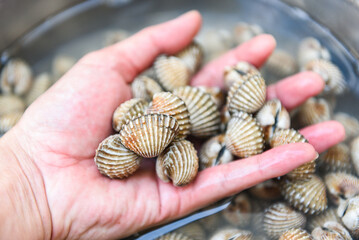 Cockles on hand background, Fresh raw shellfish blood cockle ocean gourmet seafood in the...