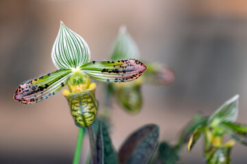 Paphiopedilum venustum slipper orchid in flower