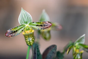 Fototapeten Paphiopedilum venustum slipper orchid in flower © Paul Atkinson